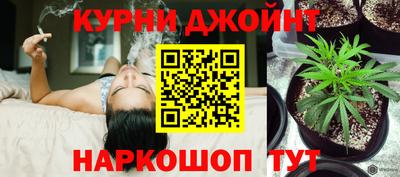 сатива Кингисепп